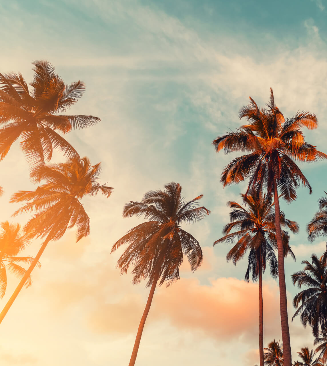 Palm Trees with Warm Sky